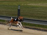 Golden Rabbit European Sandtrack-Derby Th. Ernst (115)